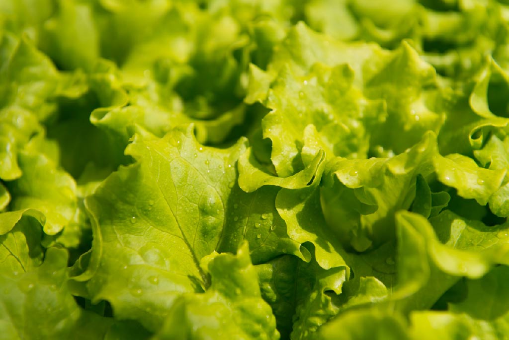 Crispisalat fra Viken Gartneri