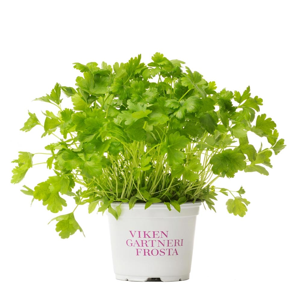 Blandpersille urtepotte fra Viken Gartneri Frosta