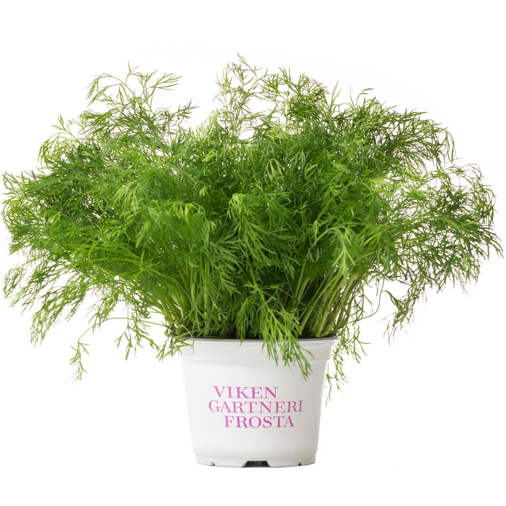 VikenGartneri Frosta Dill krydderurt