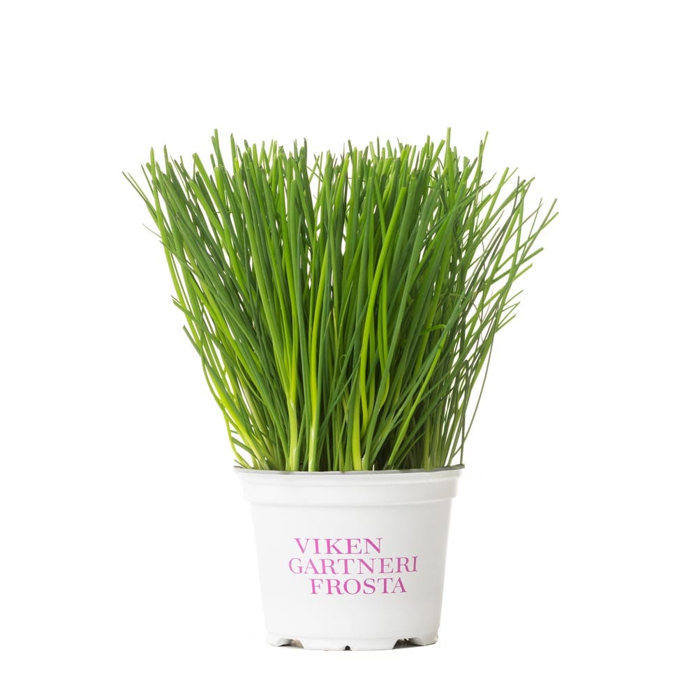 Gressløk urtepotte fra Viken Gartneri Frosta