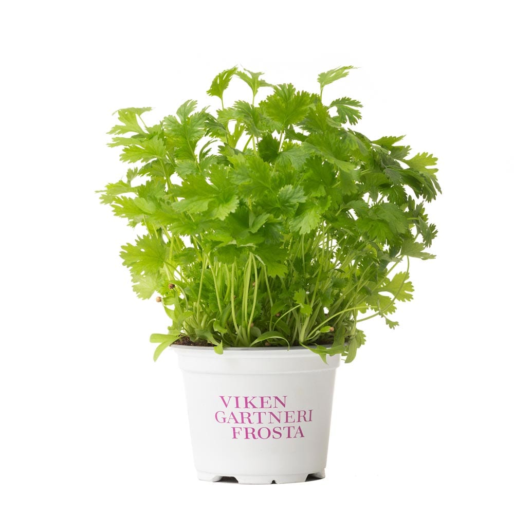 Koriander urtepotte fra Viken Gartneri Frosta