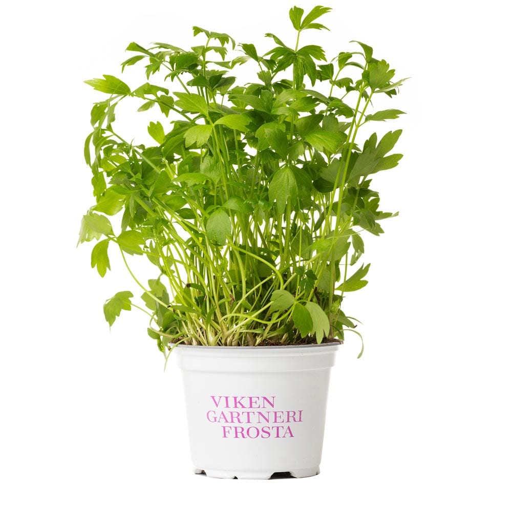 VikenGartneri_løpestikke_potte VikenGartneri Frosta basilikum krydderurt