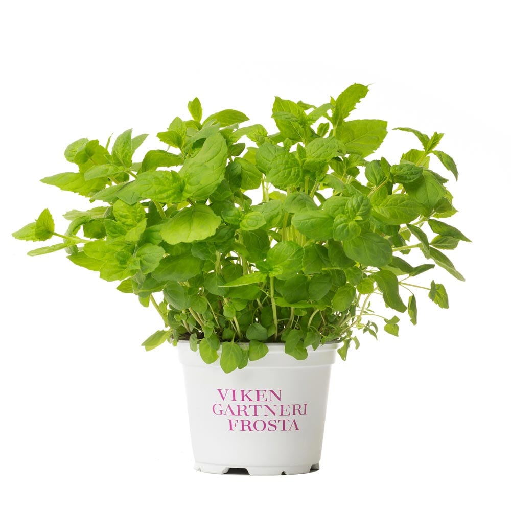 Mynte urtepotte fra Viken Gartneri Frosta