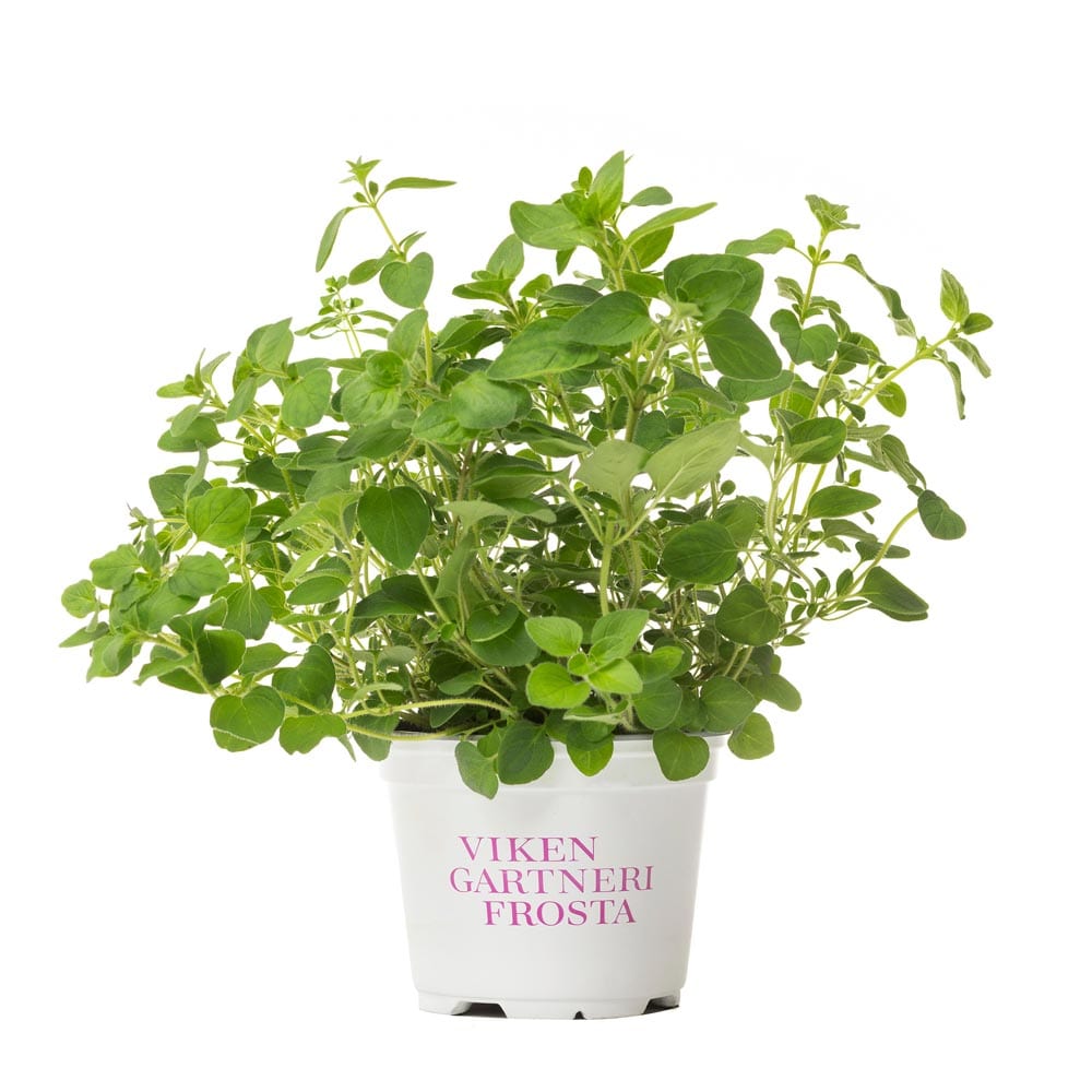 Oregano urtepotte fra Viken Gartneri Frosta
