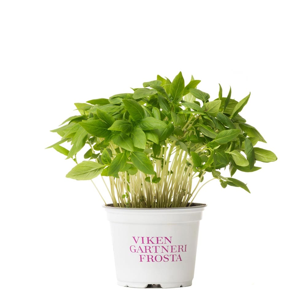 VikenGartneri_thaibasillikum_potte VikenGartneri Frosta basilikum krydderurt