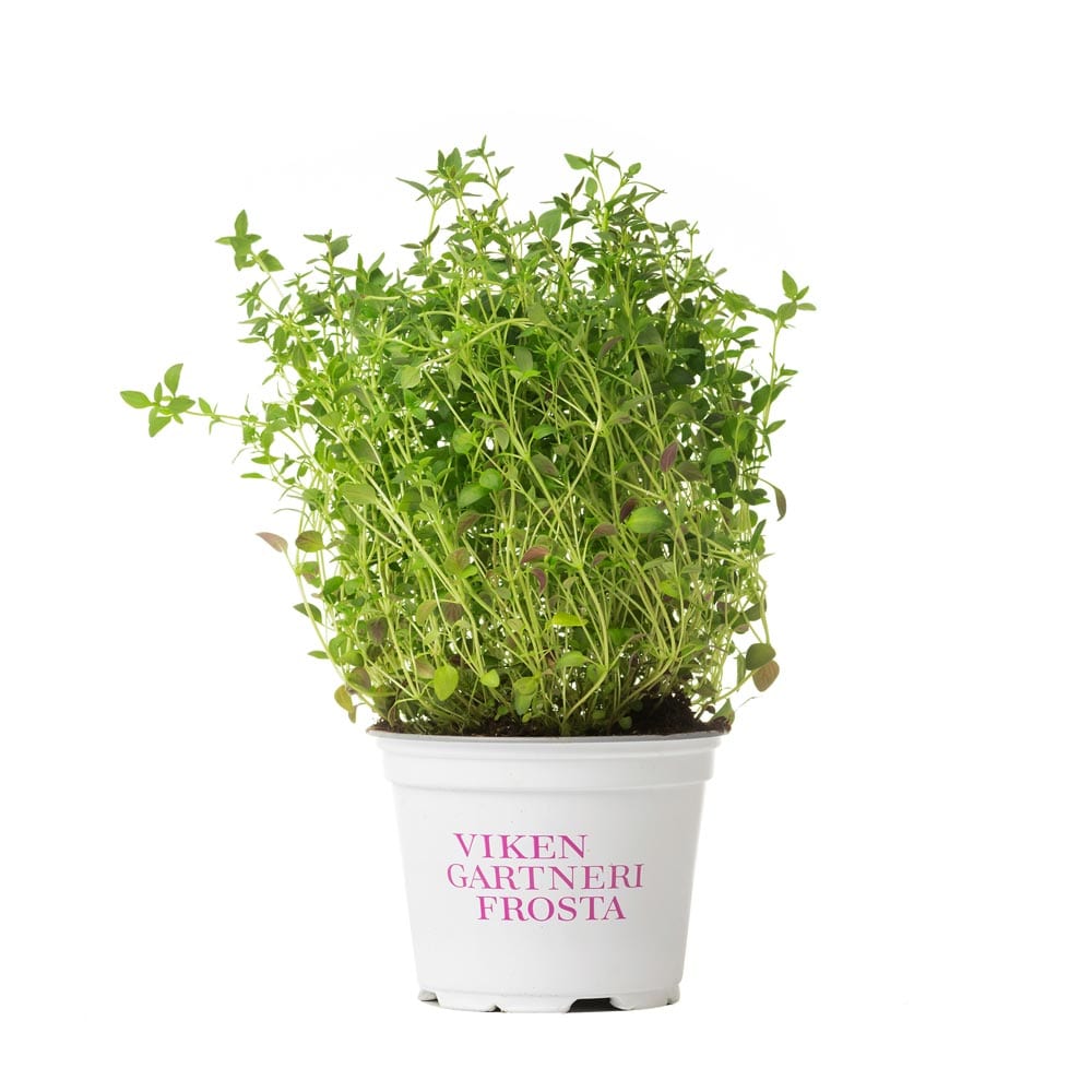 VikenGartneri_timian_potte VikenGartneri Frosta basilikum krydderurt