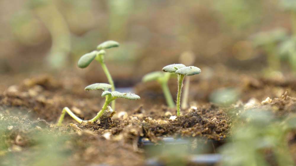 Basilikumspirer fra Viken Gartneri på Frosta