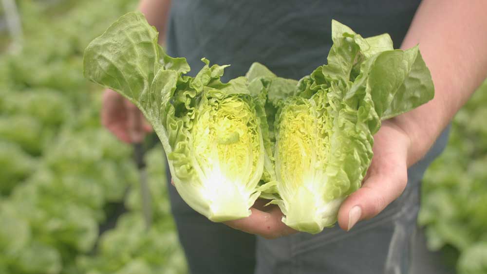 Hjertesalat fra viken Gartneri på Frosta