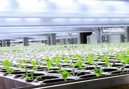 Småplanter som vokser i vertikalanlegg