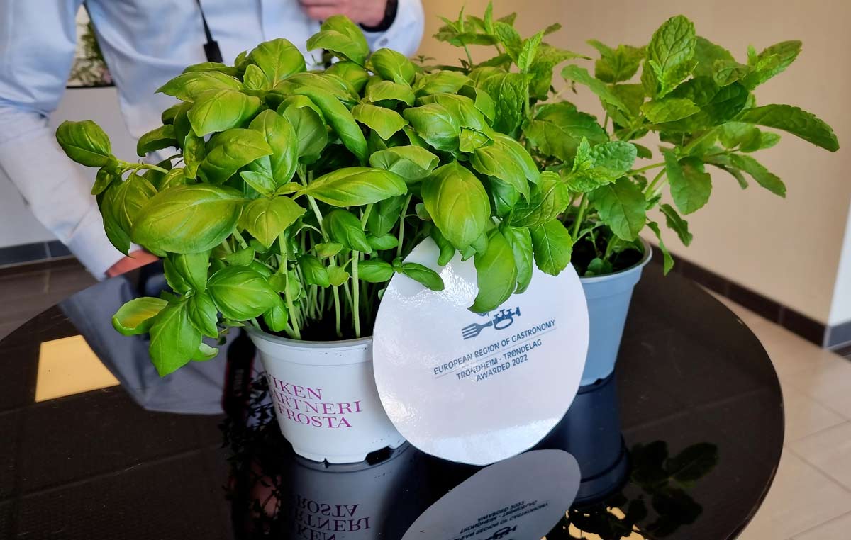 Pakking av salat på Viken Gartneri