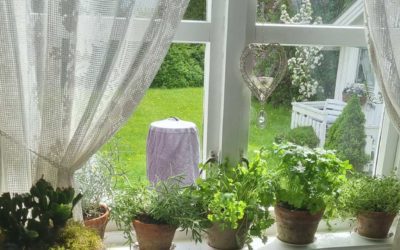 Gode råd for å beholde krydderurtene mest mulig friske