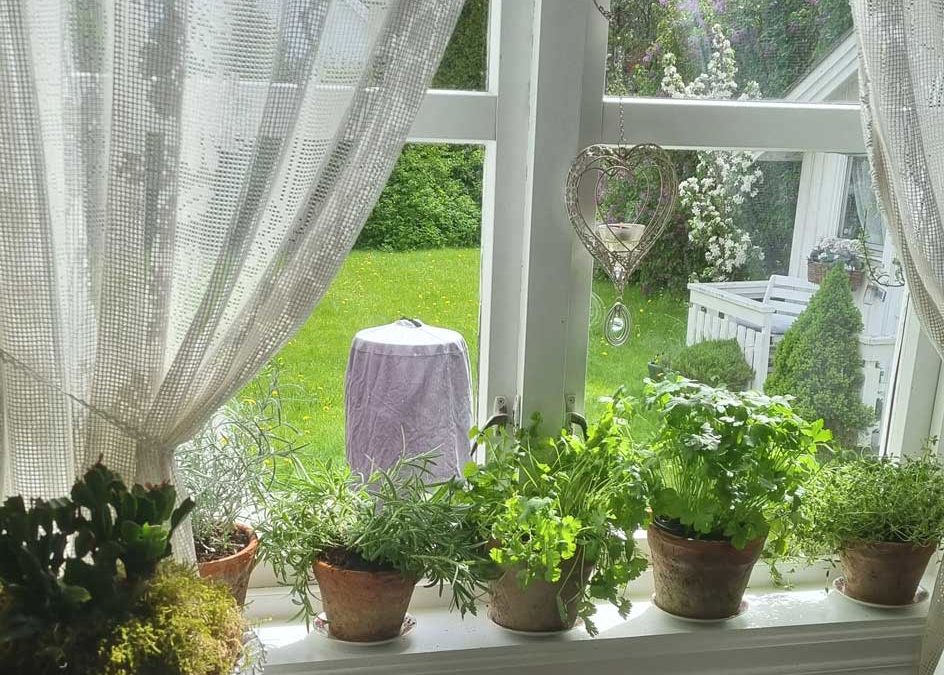 Gode råd for å beholde krydderurtene mest mulig friske