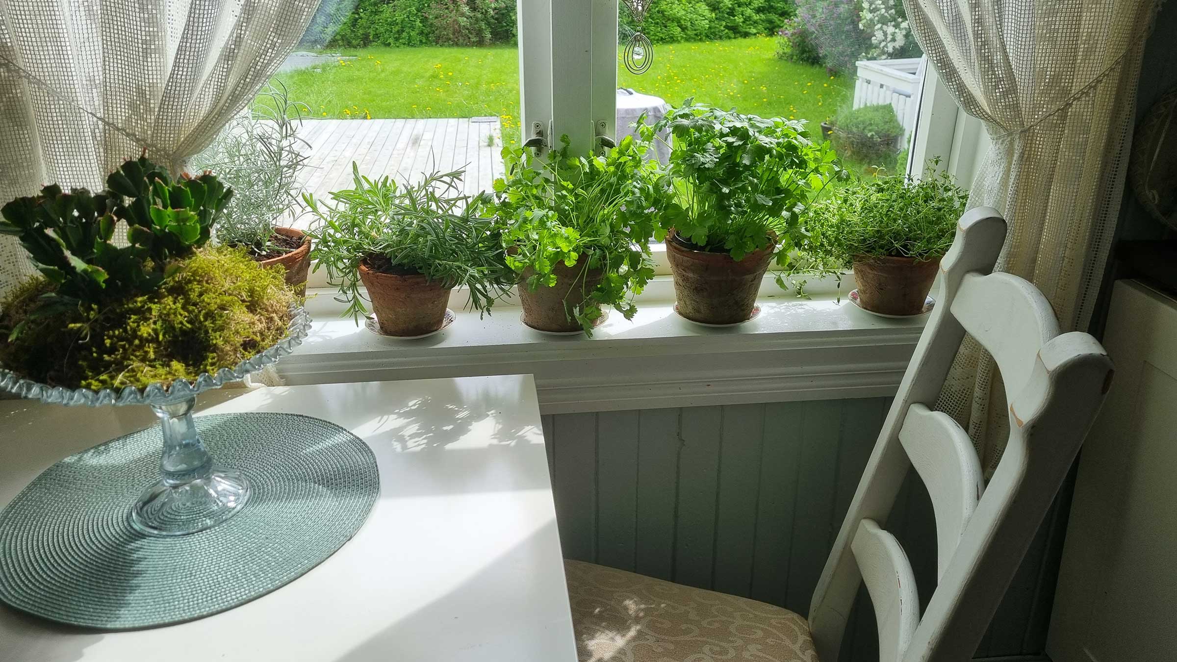 Krydderurter pynter opp i vinduet