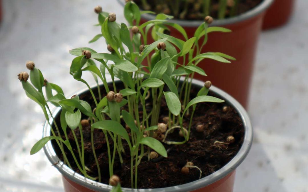 Dyrking av urter? – her er våre tips til hvordan du lykkes