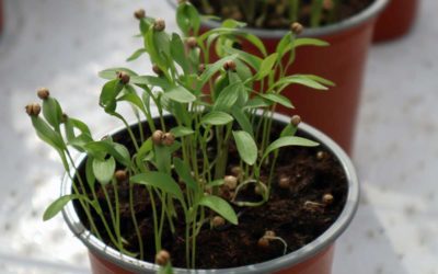 Dyrking av urter? – her er våre tips til hvordan du lykkes